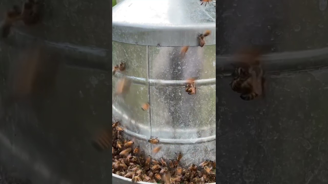 Feeding 1000s of bees in 15 minutes! Best honey bee 🐝 feeder!