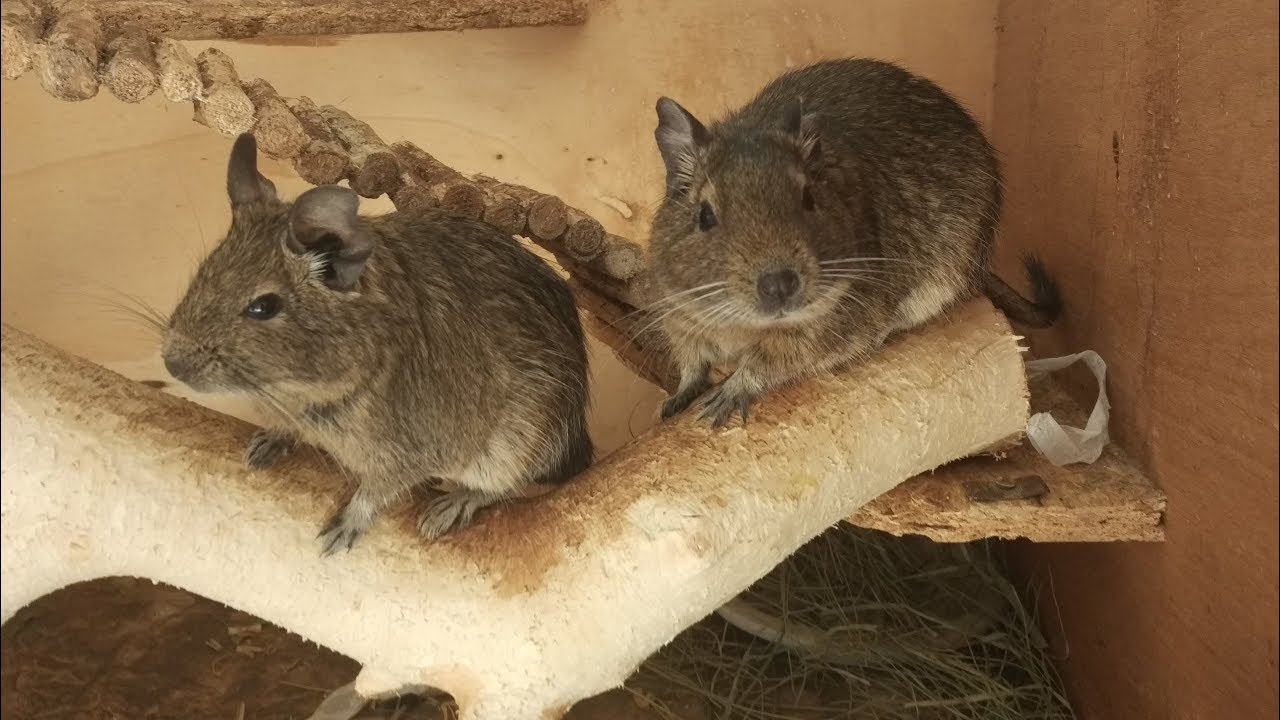 Mé rady jak se starat o osmáky degu