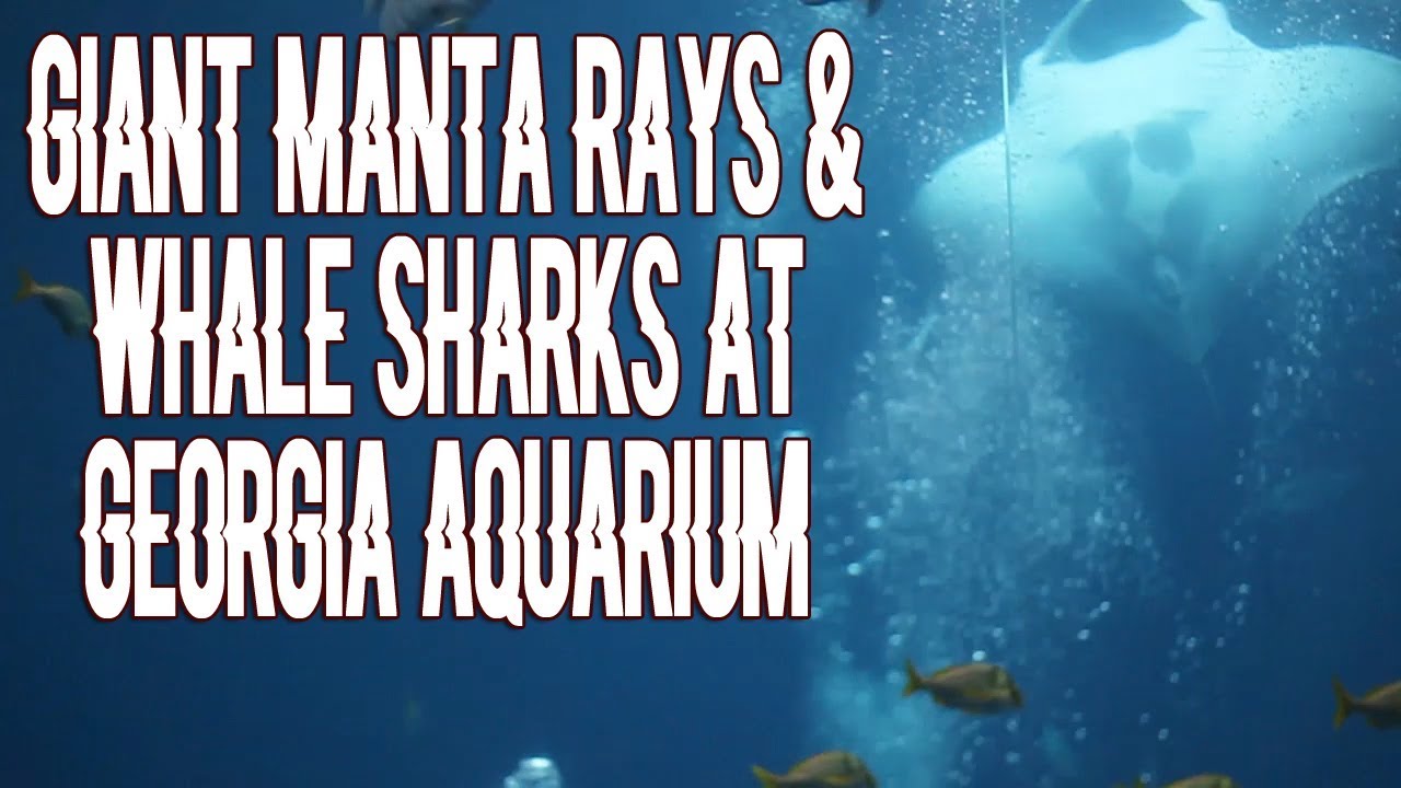 Visiting the Georgia Aquarium