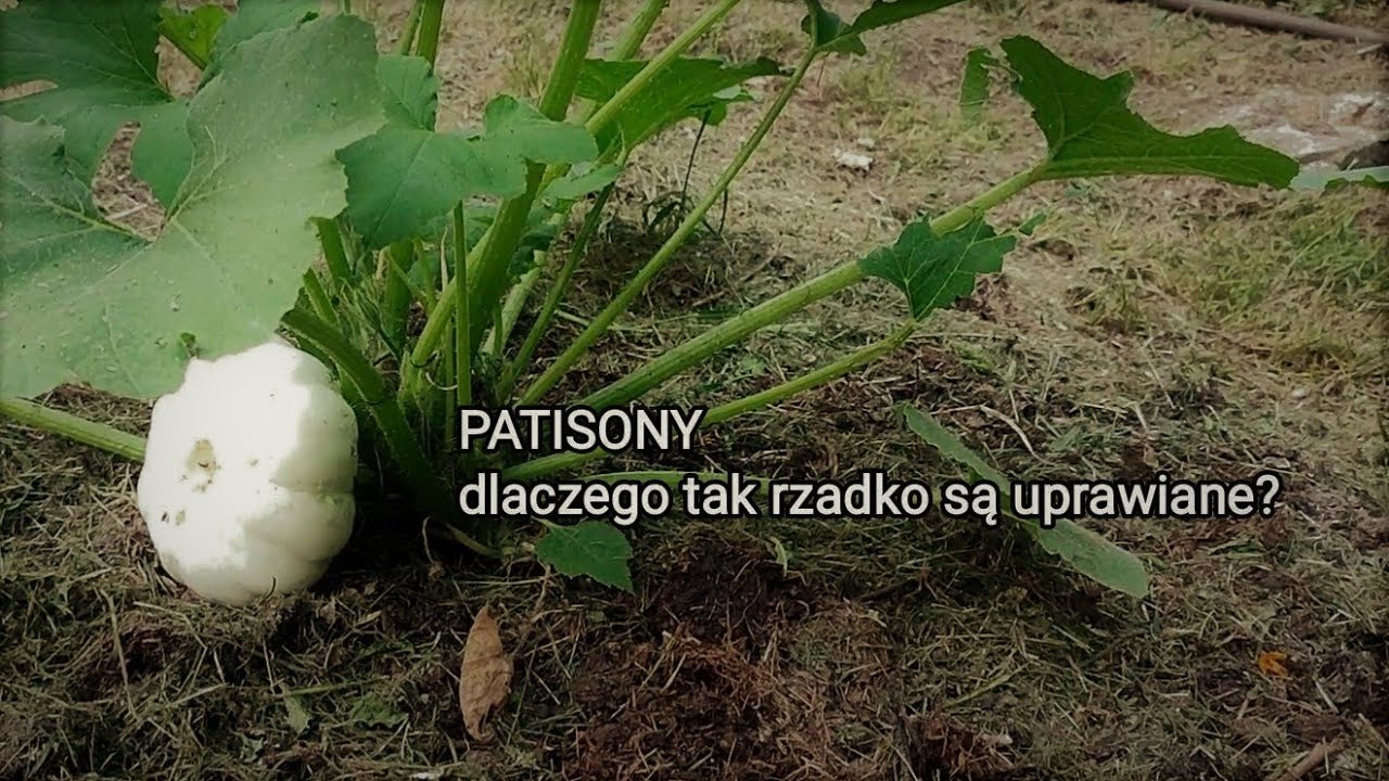 Patisony - dlaczego tak rzadko są uprawiane?