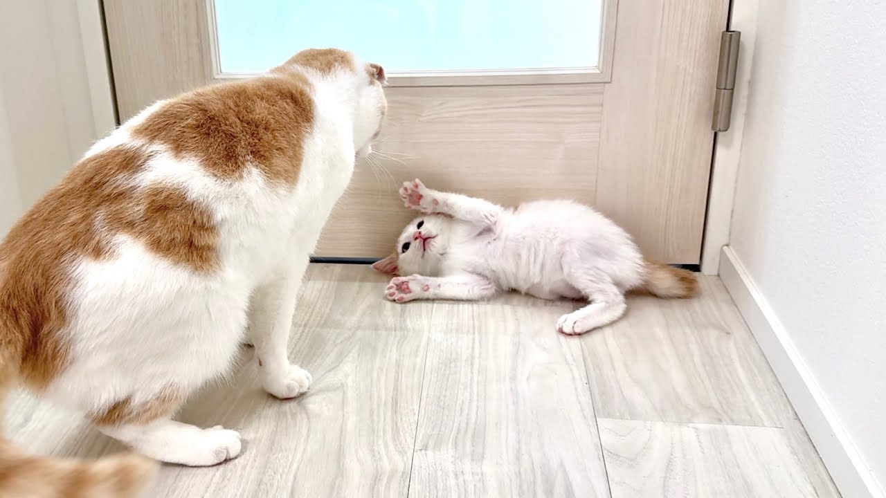 大好きな先輩猫に初めてブチ切れられた新入り子猫がこうなっちゃいました…