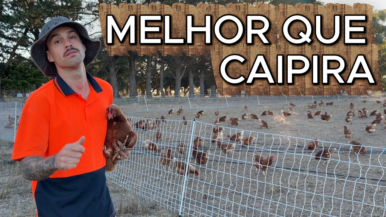 CONHEÇA O MELHOR SISTEMA DE PRODUÇÃO DE OVOS DA AUSTRÁLIA