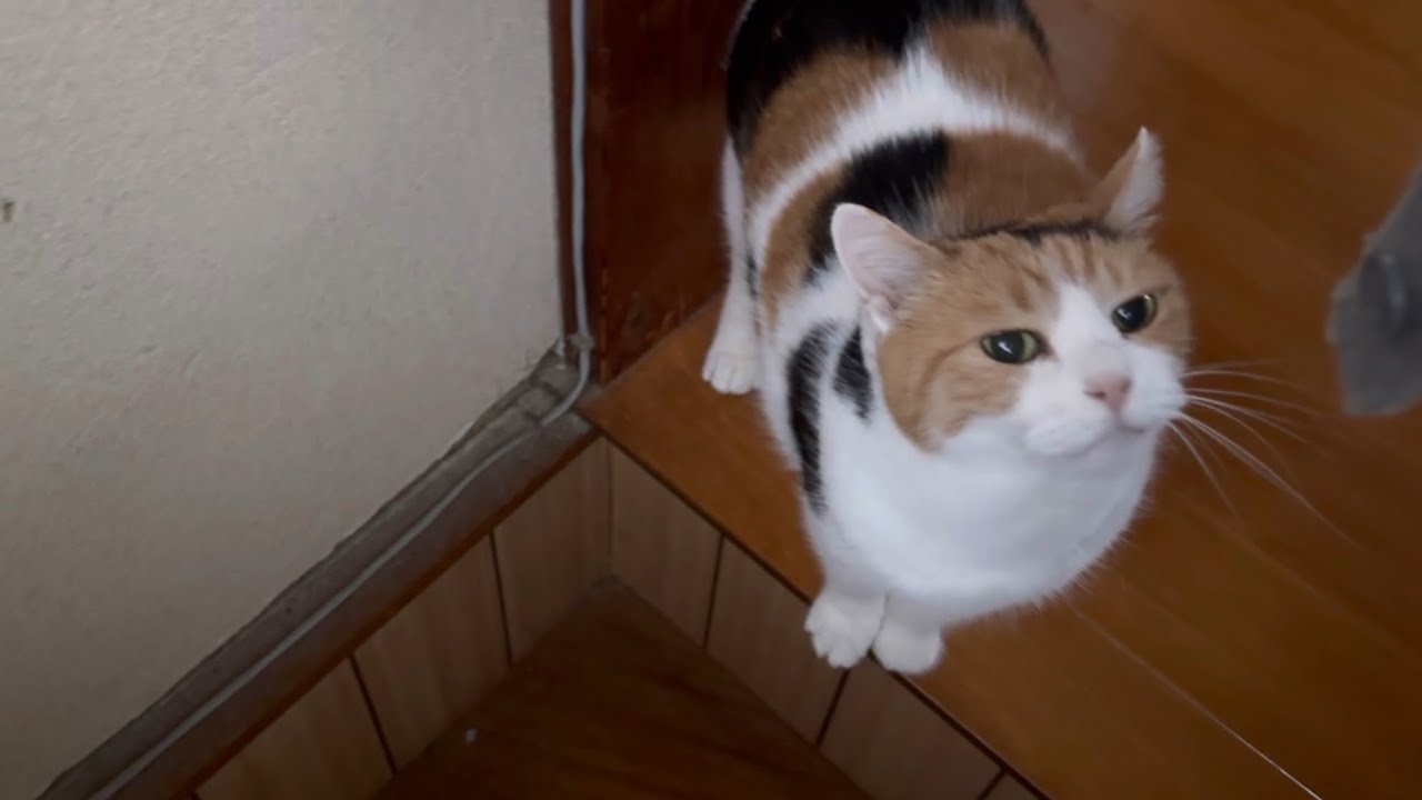 【三毛猫】ミケの朝（2025年4月20日）