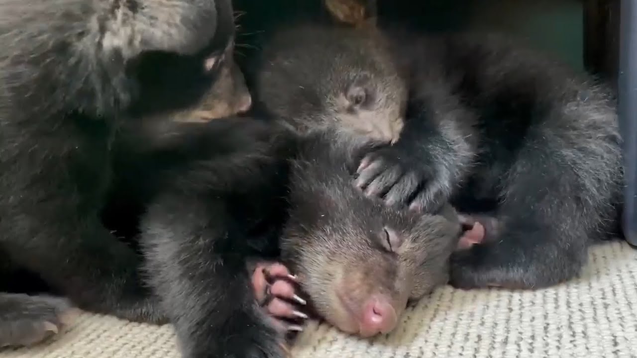 Black Bear Rescue Manitoba: Saving Orphaned Bear Cubs, One at a Time