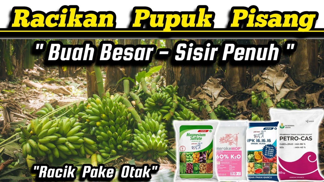 💥 Racikan Maut Pupuk Pisang‼️Kupas Tuntas Hitungan Pupuk ✅ Dosis Pupuk ✅ Cara Aplikasi Pupuk Pisang💥