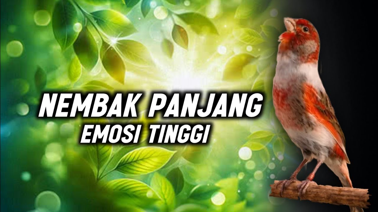 KENARI GACOR PANJANG Emosi Cuit Cuit NGEROL AMPUH utk Pancingan Kenari Paud | Masteran Murai Batu