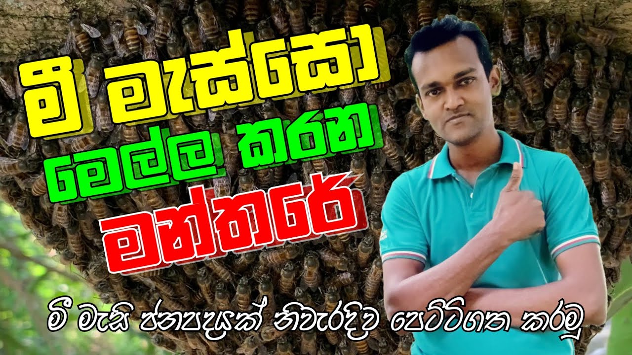මී මැසි ජනපදයක් නිවැරදිව පෙට්ටිගත කරගන්නා ආකාරය. Wild bee colony replacement