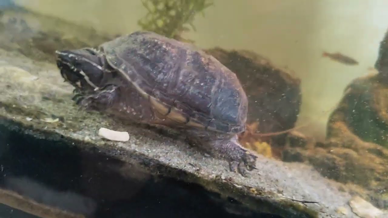 Meine Moschusschildkröte hat eine Schildkrötenterrasse 