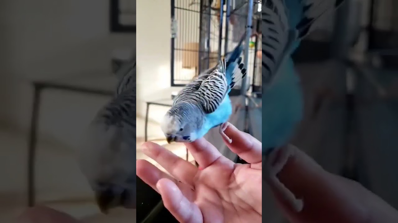 Leo's favourite #game #toplay #talkingbudgies #budgies #viralshorts