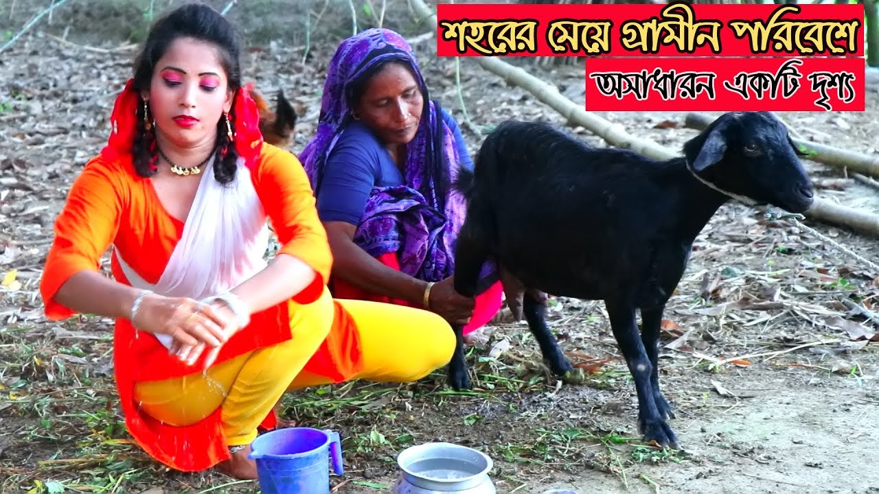 শহরের মেয়ে গ্রামে এসে ছাগলের দুধ দহন করার সময় কি করল দেখুন । goat milking । village life