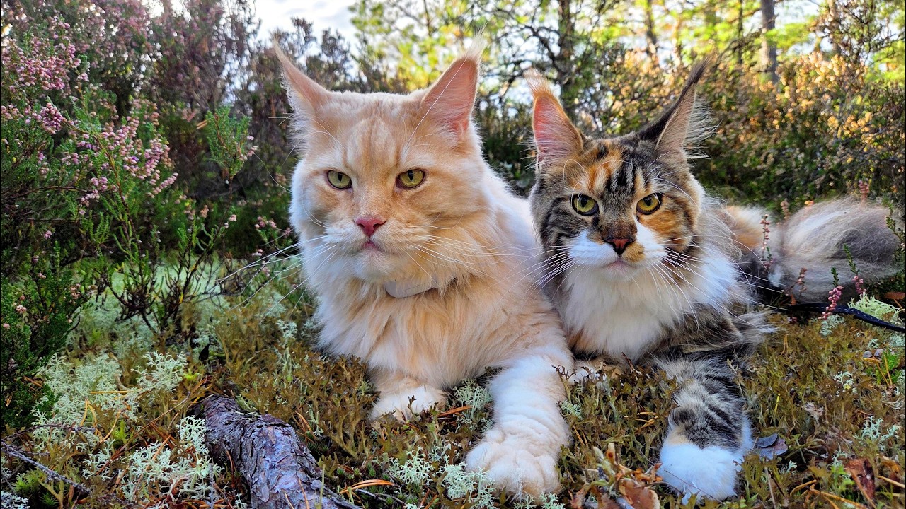 Buster and Iris Take a Walk In the Autumn Forest!