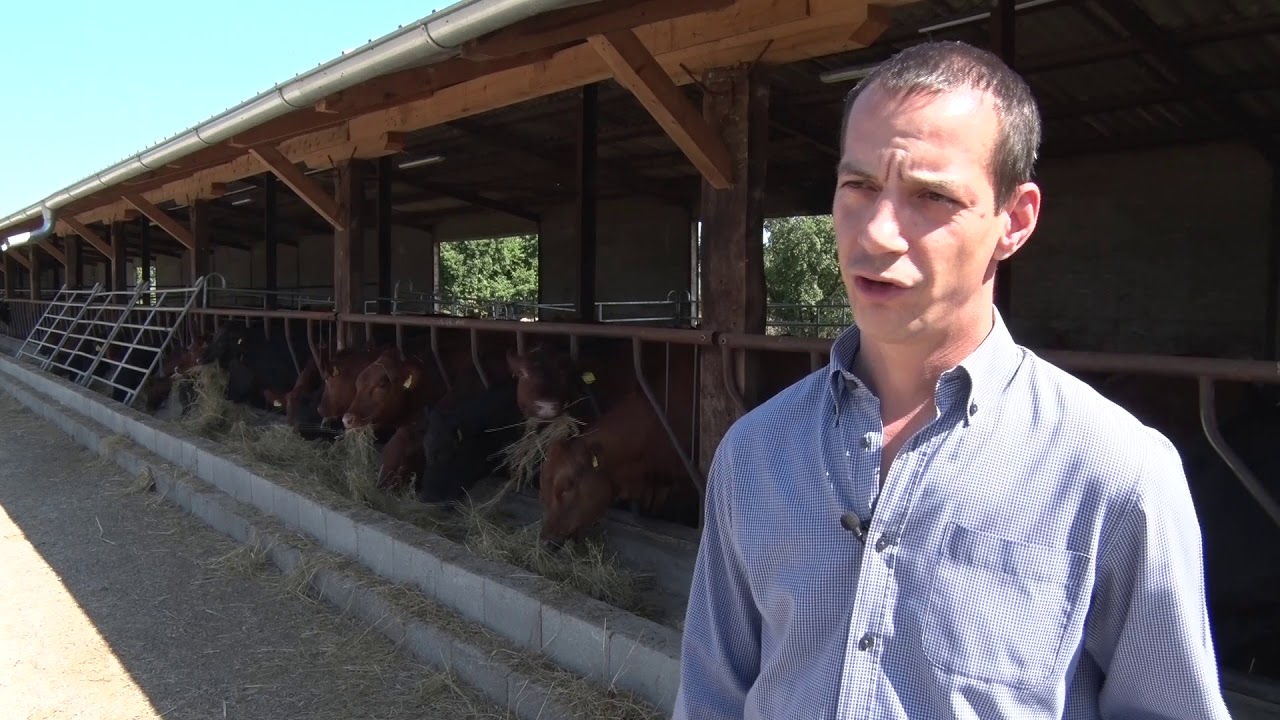 Škotsko angus goveče za srpske pašnjake