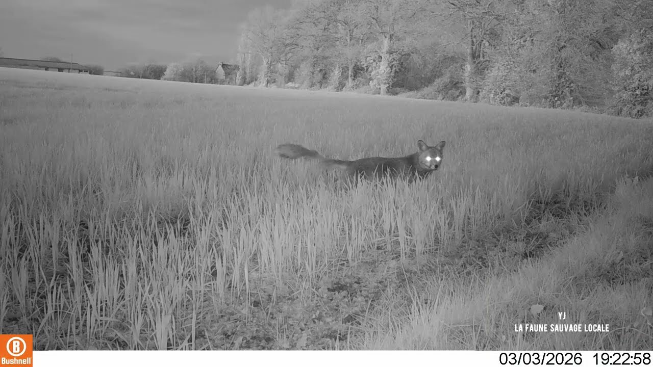 Les heures défilent, la faune aussi