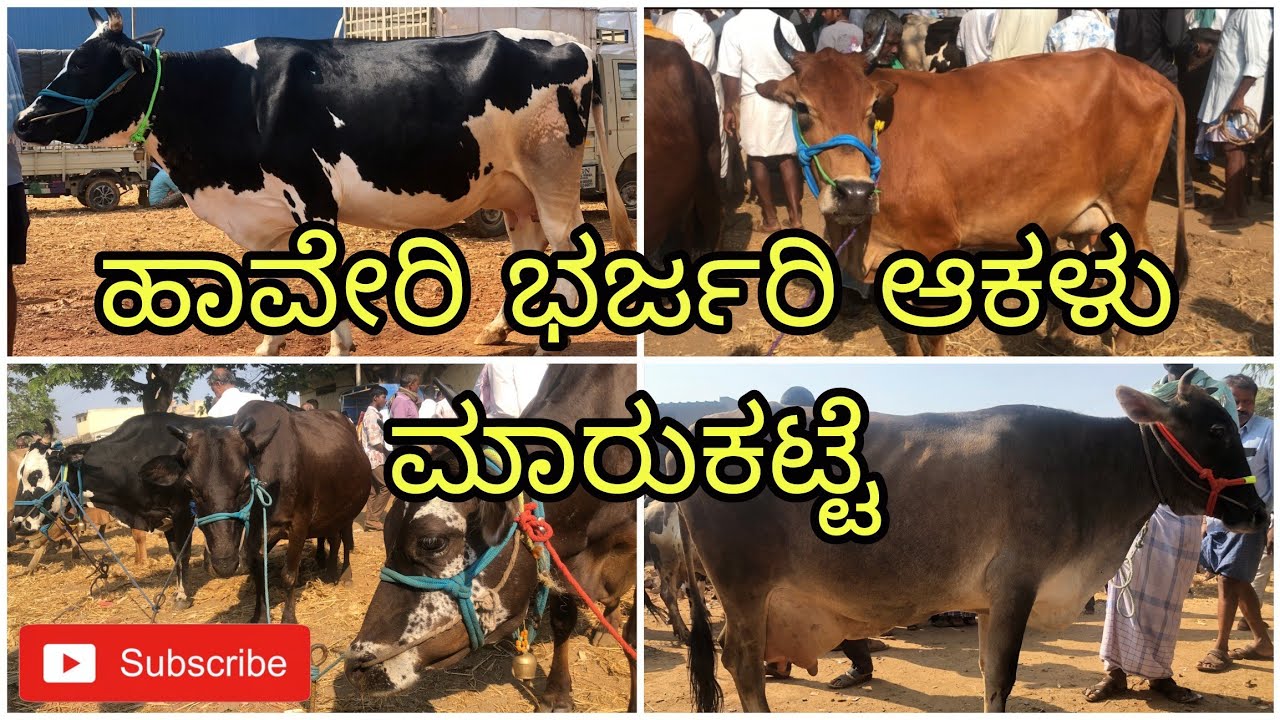 ಹಾವೇರಿ ಆಕಳು ಮಾರುಕಟ್ಟೆ | Haveri Cow Market | Incredible Vishaya 