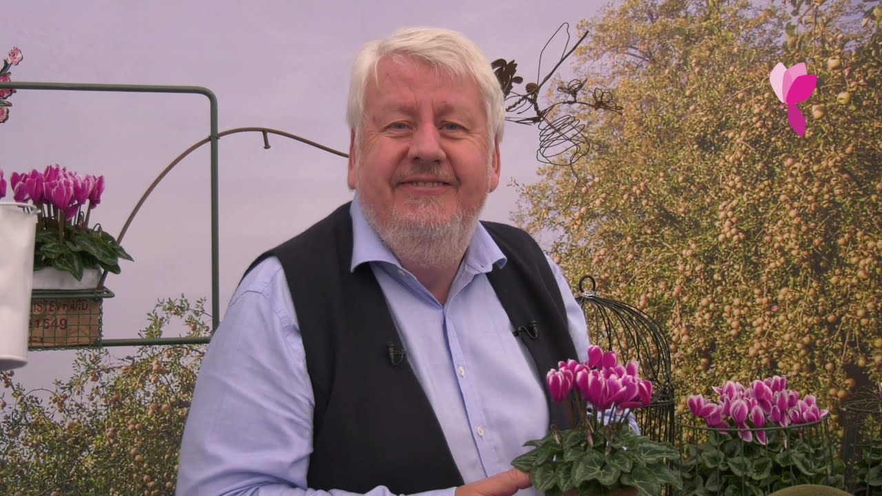 COMMENT BIEN ENTRETENIR SON CYCLAMEN MOREL