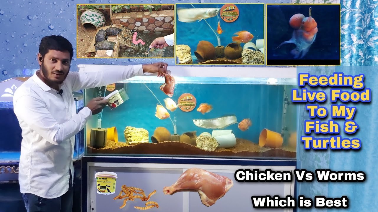 Feeding Live Food to Arowana , Parrot fish , Flowerhorn & Turtles , Chiken Vs Worms