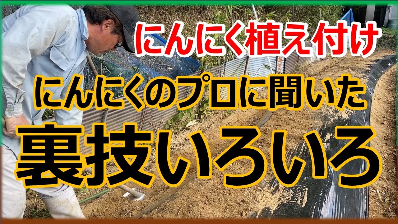 【にんにく栽培】プロ農家に聞いた！にんにく植え付けの裏技