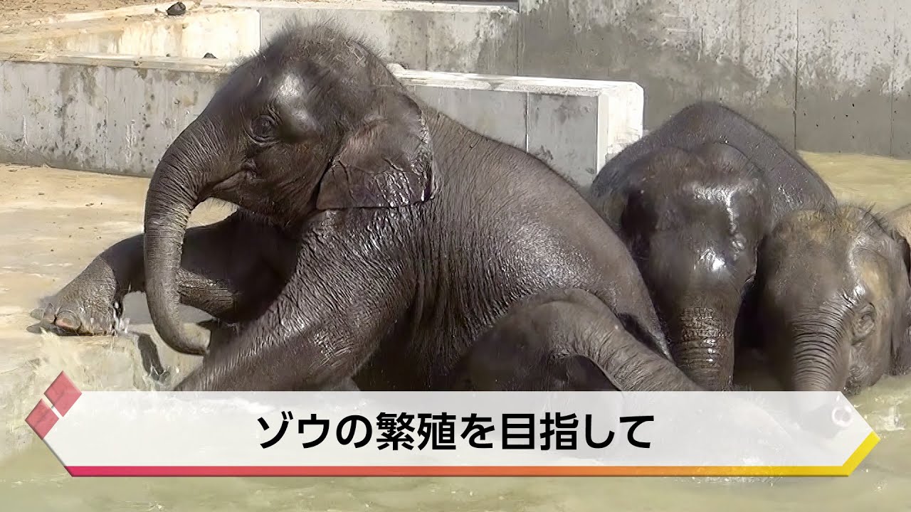 京都市動物園120周年⑤ ゾウの繁殖を目指して【特集】