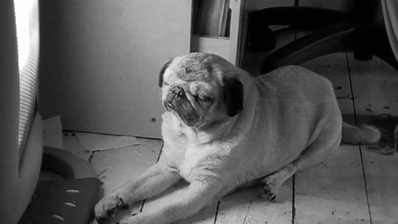 Perry - The Old Pug