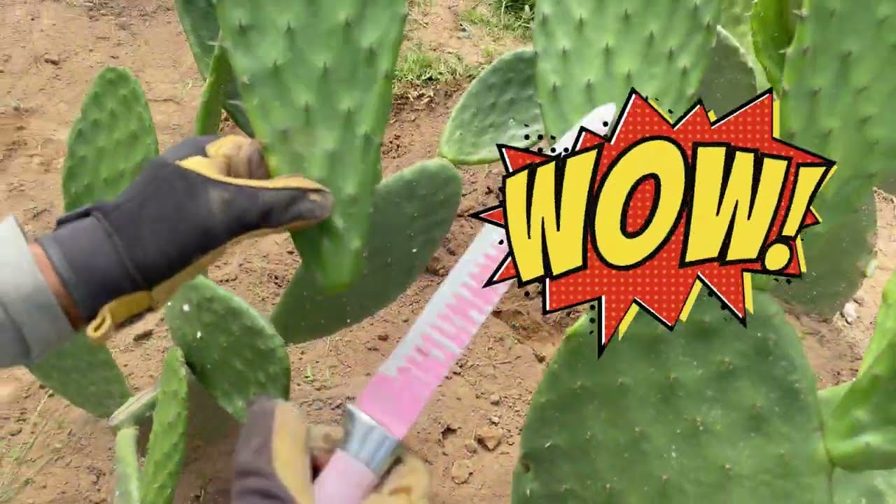 Como plantar mas NOPALES haciendo  poda, limpia de plaga y cosecha. #nopal