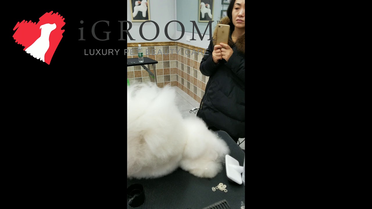How To Spray up the Show Poodle.