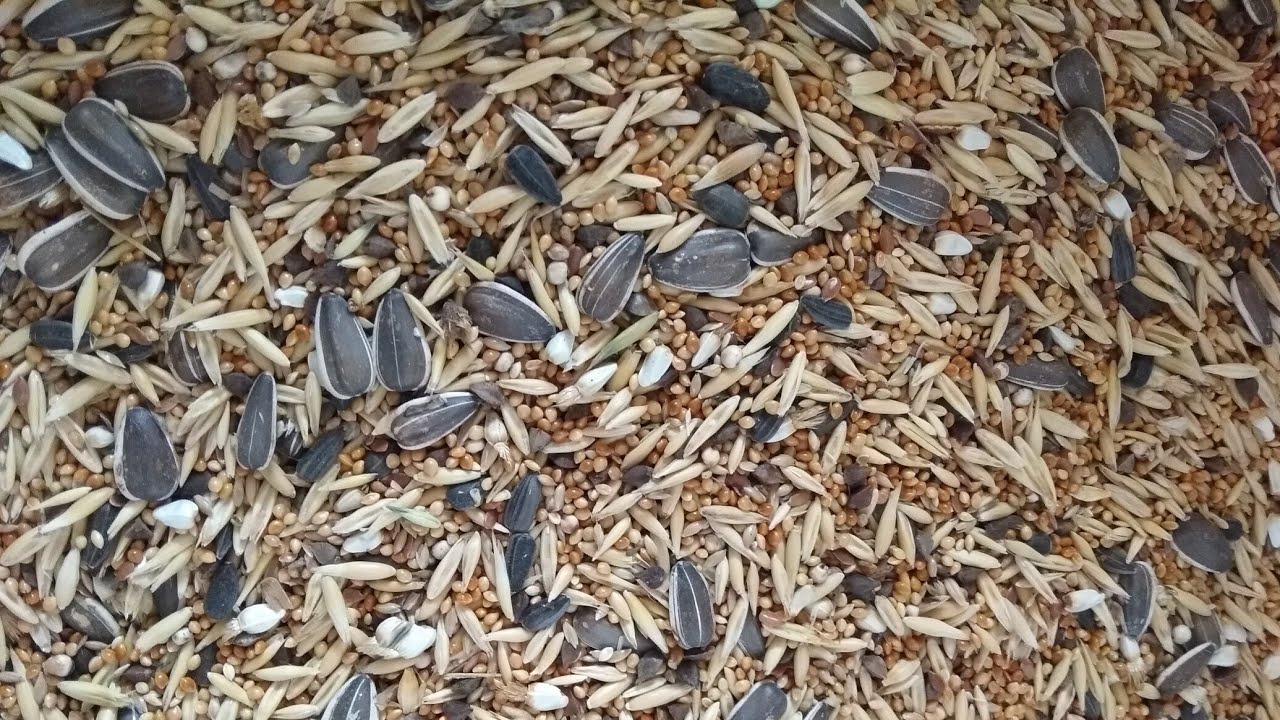 Зерновая смесь для попугаев корел и певчих попугаев(cereal mix for song parrots and corella)