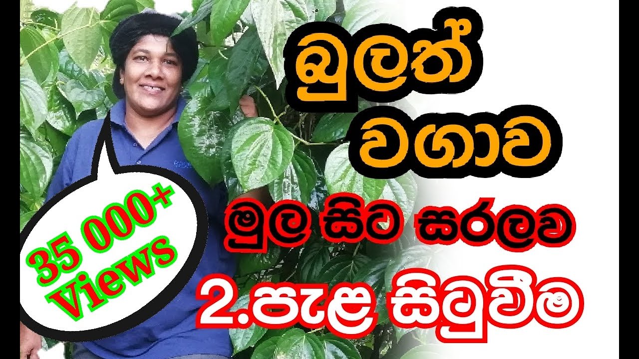 Bulath බුලත් පැළ සිටුවීම (2 කොටස) - Ape Waththa