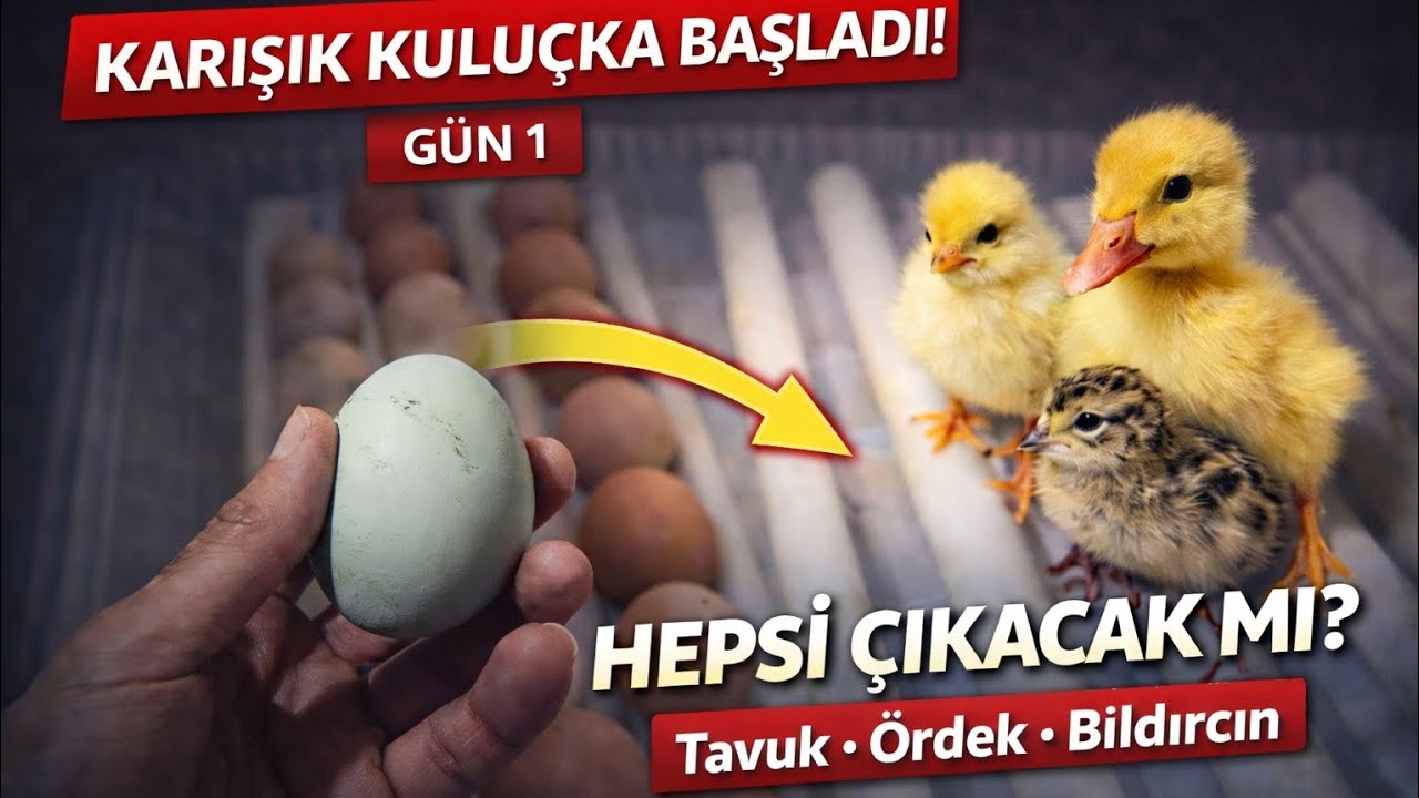 KARIŞIK KULUÇKA BAŞLADI! | 25 Tavuk Yumurtası Yükledik (GÜN 1)