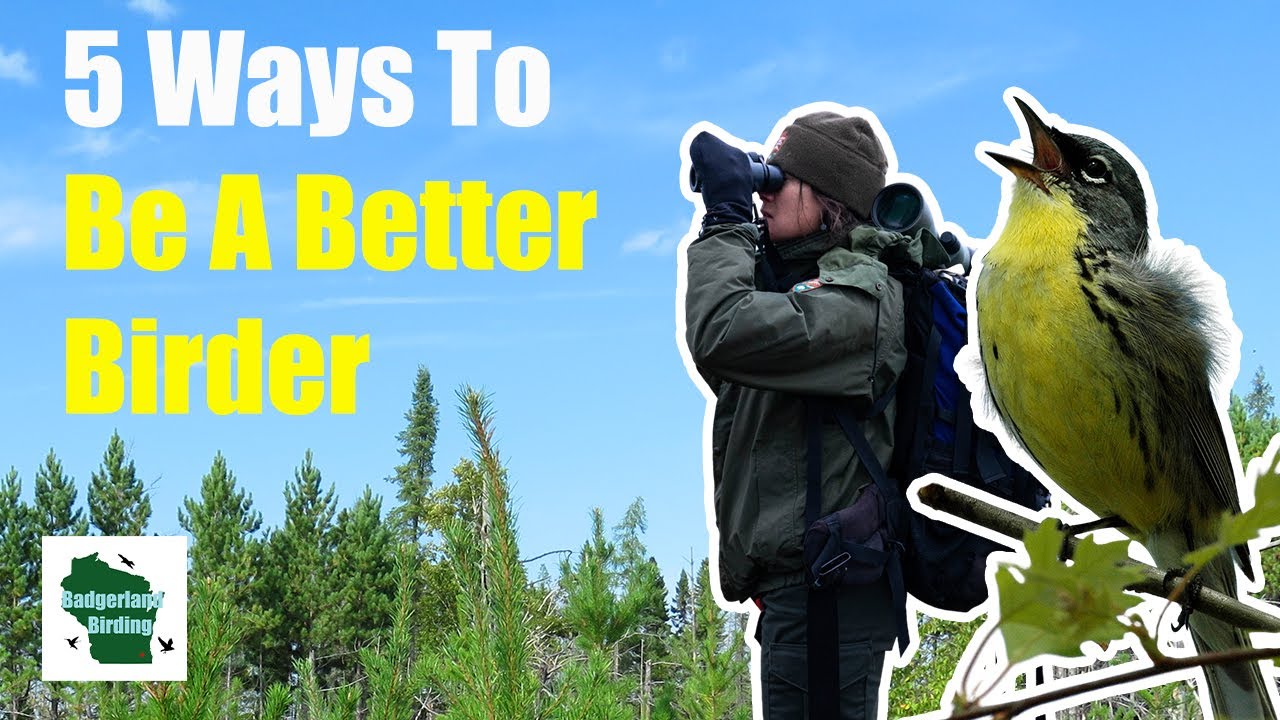 5 Game-Changing Tips for Taking Your Birding to the Next Level