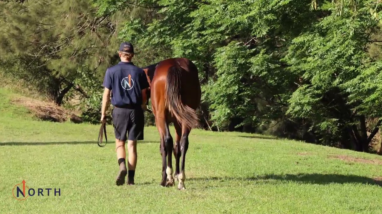 Lot 971 - Home Affairs x Whatadeel C.