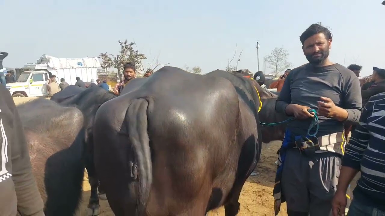 Parsi Pashu Mandi 