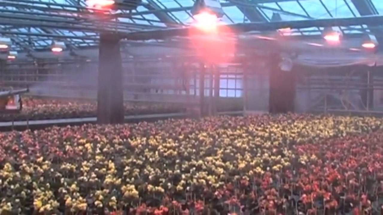 pulsFOG Plant Protection Application in Greenhouse with K-22-STD ULV Thermal Fogger