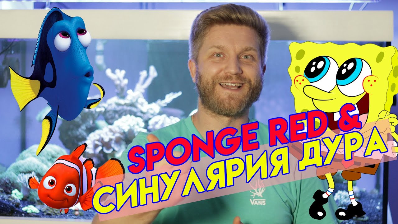 мягкие кораллы в аквариуме | синулярия | sinularia brassica dura | морской аквариум для начинающих
