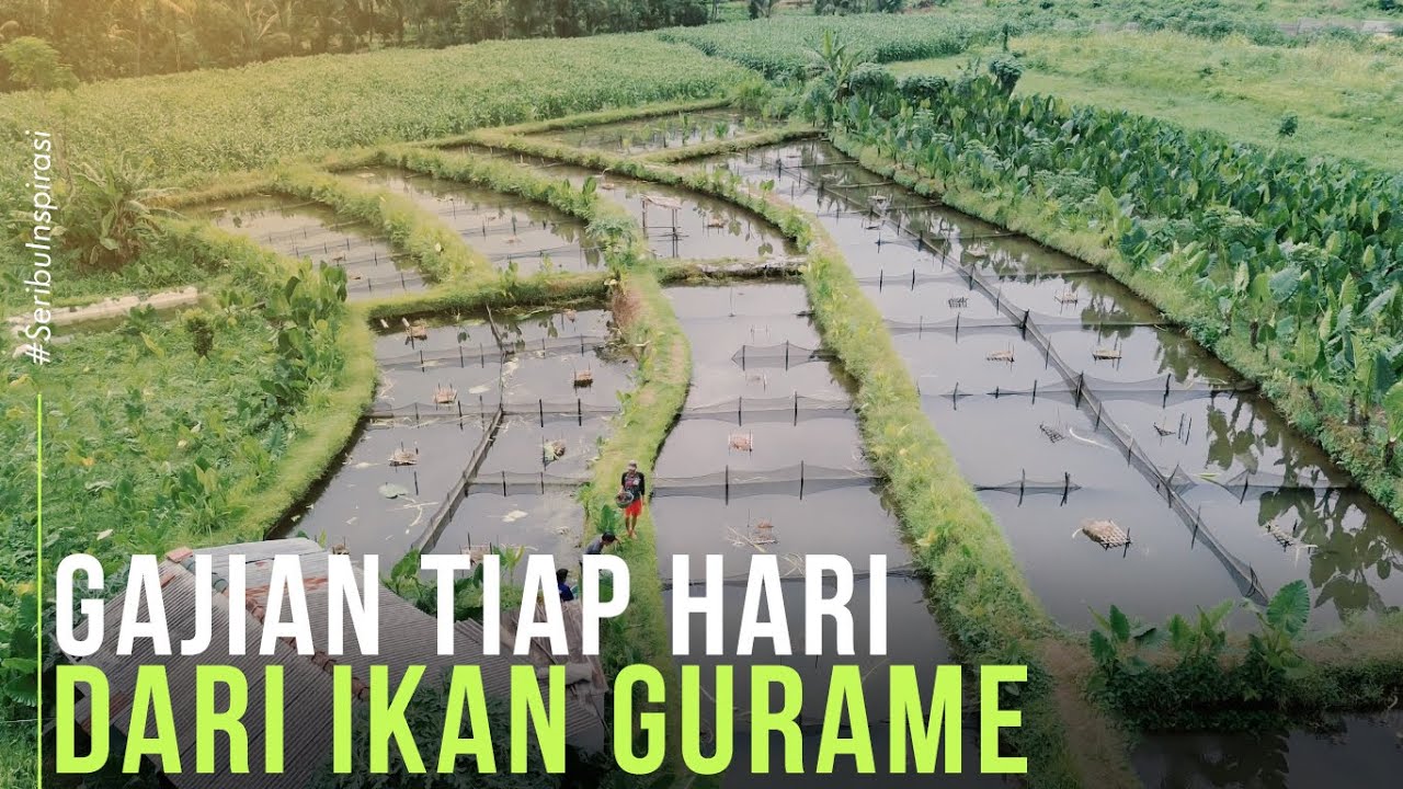 Mantan TKI Korea Hasilkan Puluhan Juta Perbulan dari Jual Telur dan Bibit Ikan Gurame