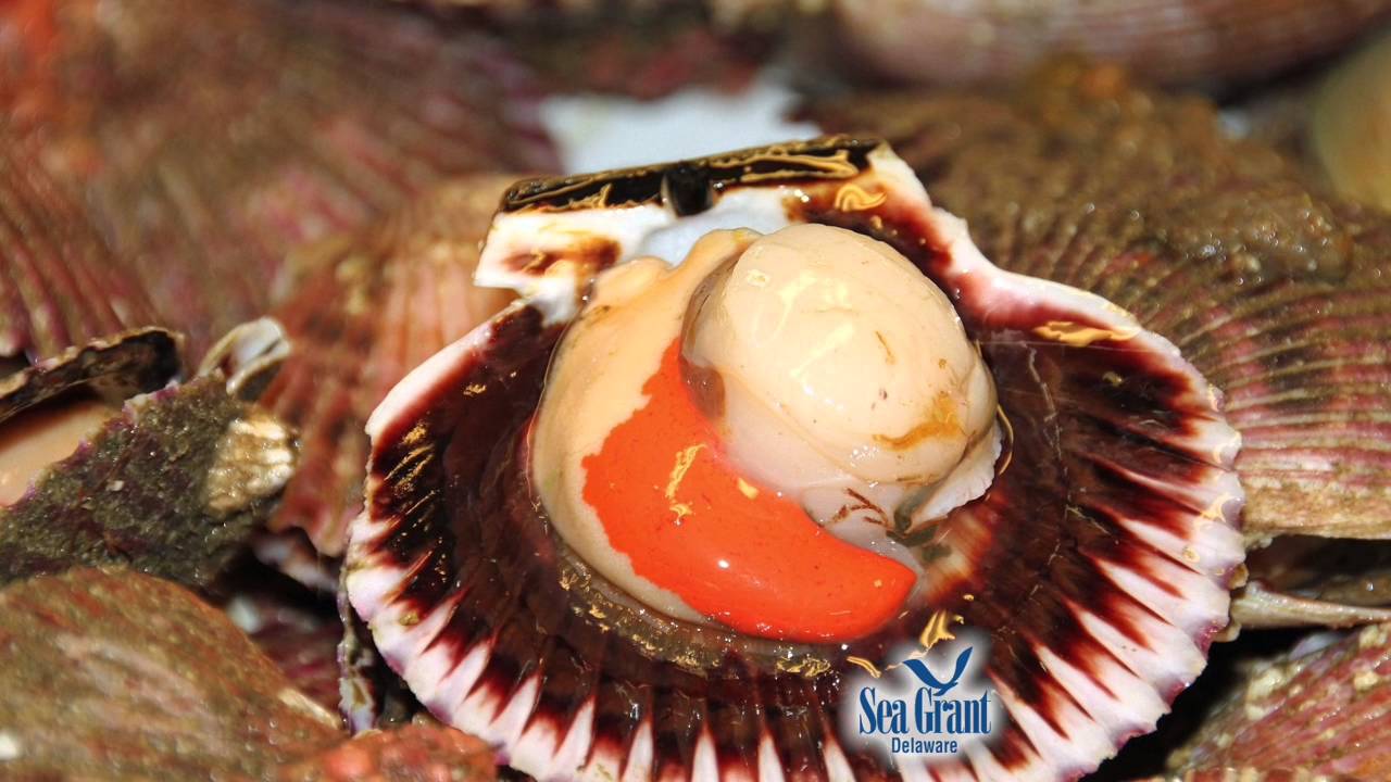 15 Second Science - Bay versus Sea Scallops