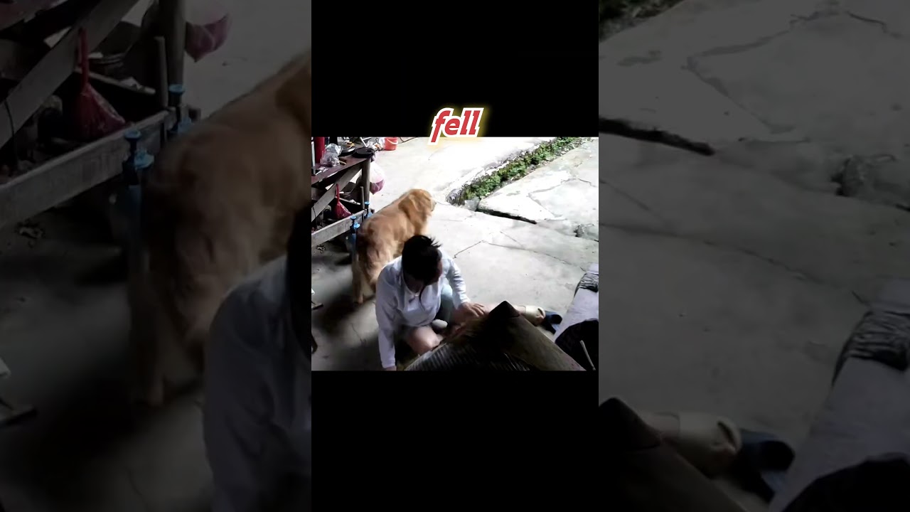 Pregnant Woman Falls, See What Her Golden Retriever Did! #shorts #short
