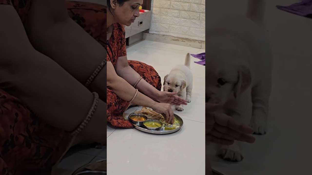Mummaaa... just ONE bite, please!🥺🐶 #dogs #retreiver #goldenretriever #pets #puppy #cute #india