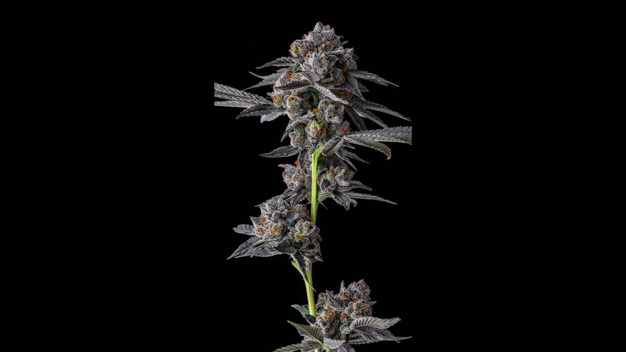 Blueberry Banana 360