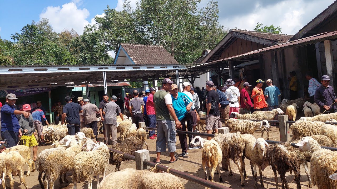RENDOM PASAR PINGIT TEMANGGUNG DOMBA SISTEM TIMBANGAN DAN JLOGROK 🔥🔥🔥
