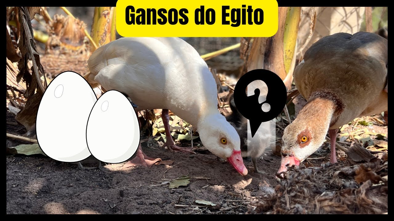ATUALIZAÇÃO DOS GANSOS DO EGITO @sitio_do_rb 