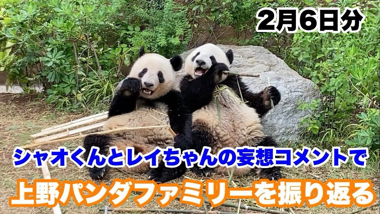 【再編集版】上野パンダファミリーの動画をシャオくんとレイちゃんの妄想コメントで振り返る（2月6日分） 2026.02.06