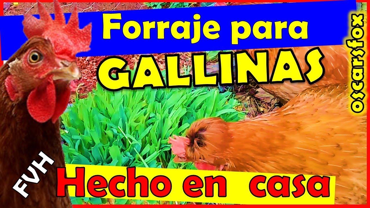 FORRAJE VERDE HIDROPONICO PARA GALLINAS FVH ALIMENTACION 💚💚💚