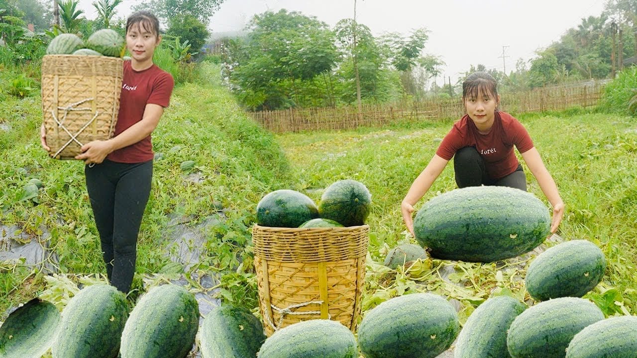 Harvest Lots Of Watermelons During The Rainy Season To Bring To The Market To Sell - Ly Tieu Phuong