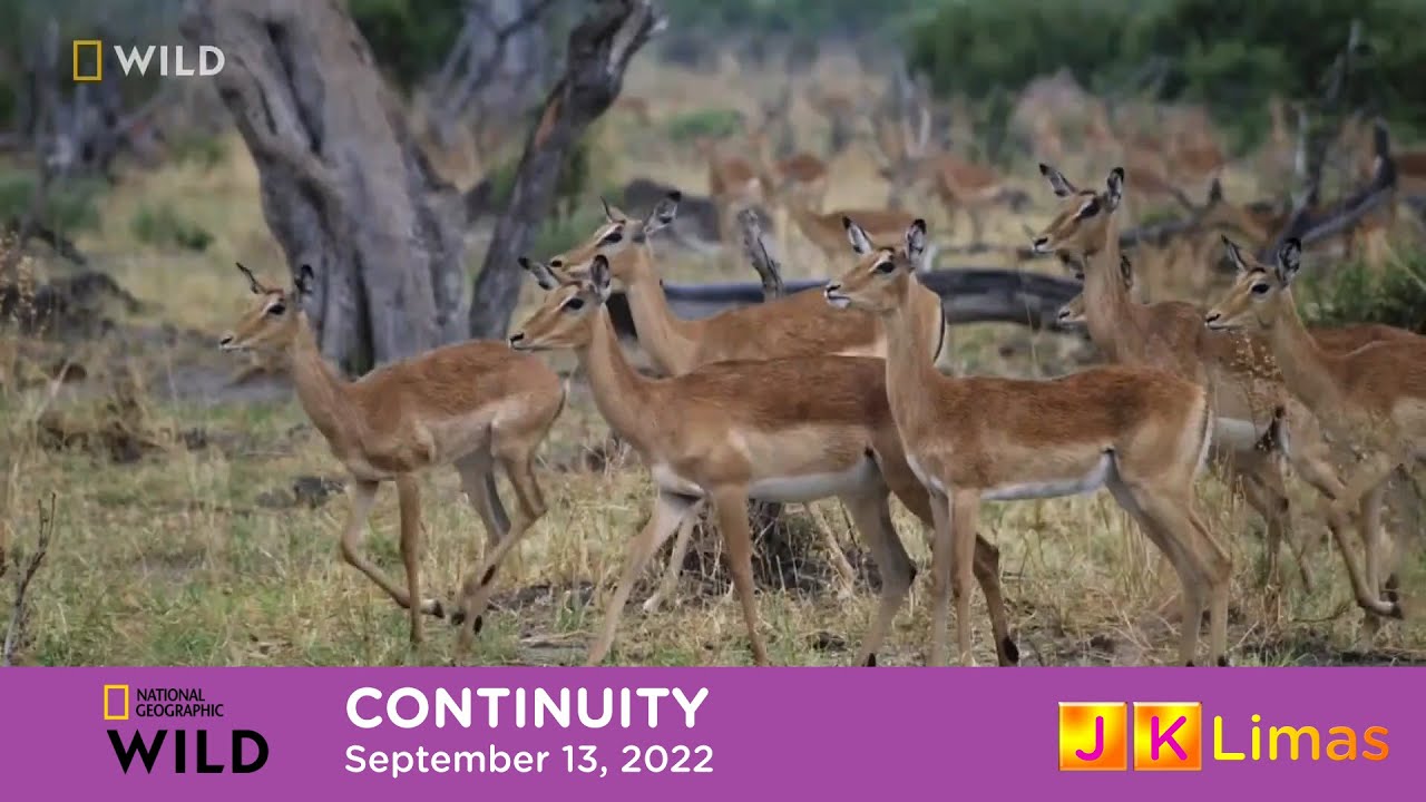 National Geographic Wild Asia continuity [September 13, 2022]