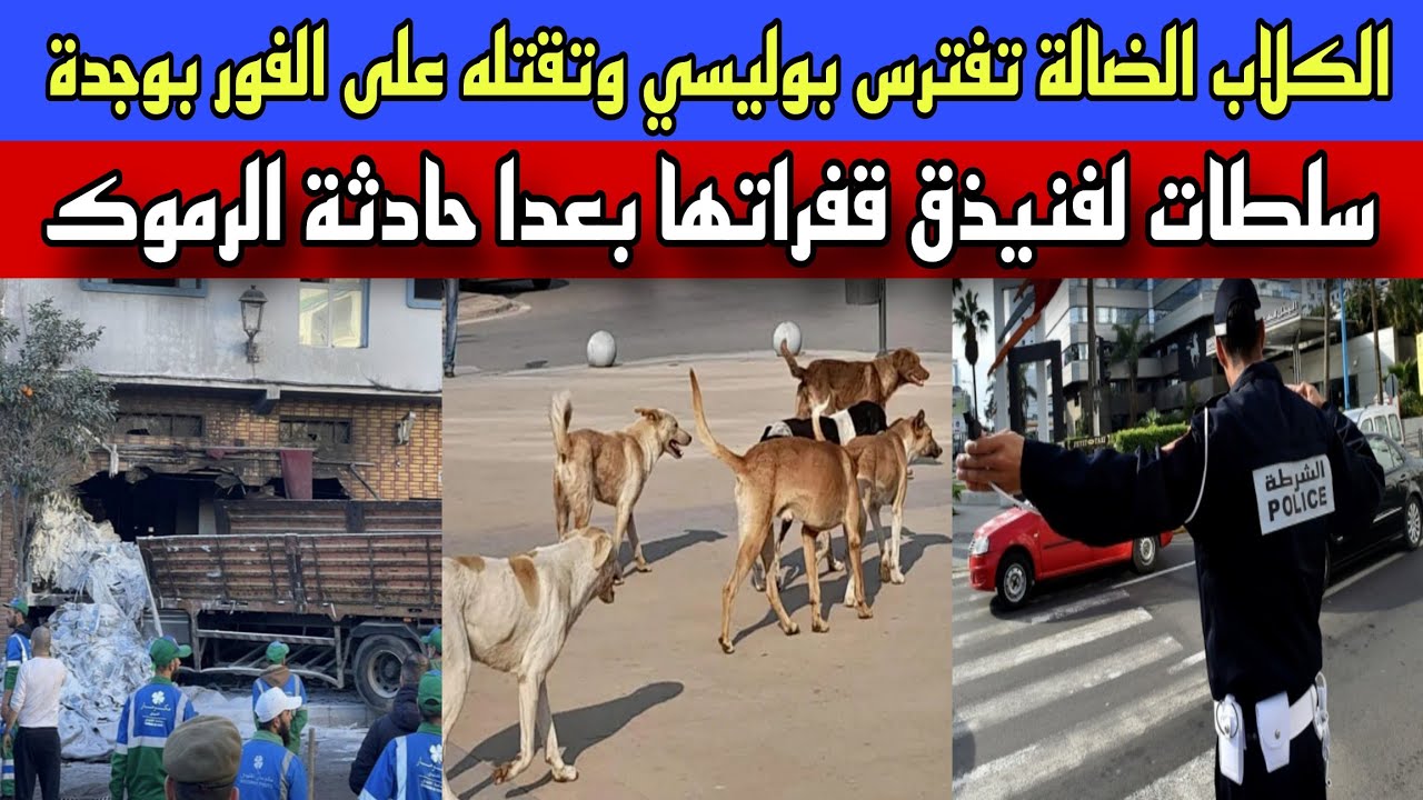 الكلاب الضالة تفترس بوليسي بوجدة وتقتتله على الفور/سلطات الفنيدق قفراتها مع السكان بعد حادثة الرموم