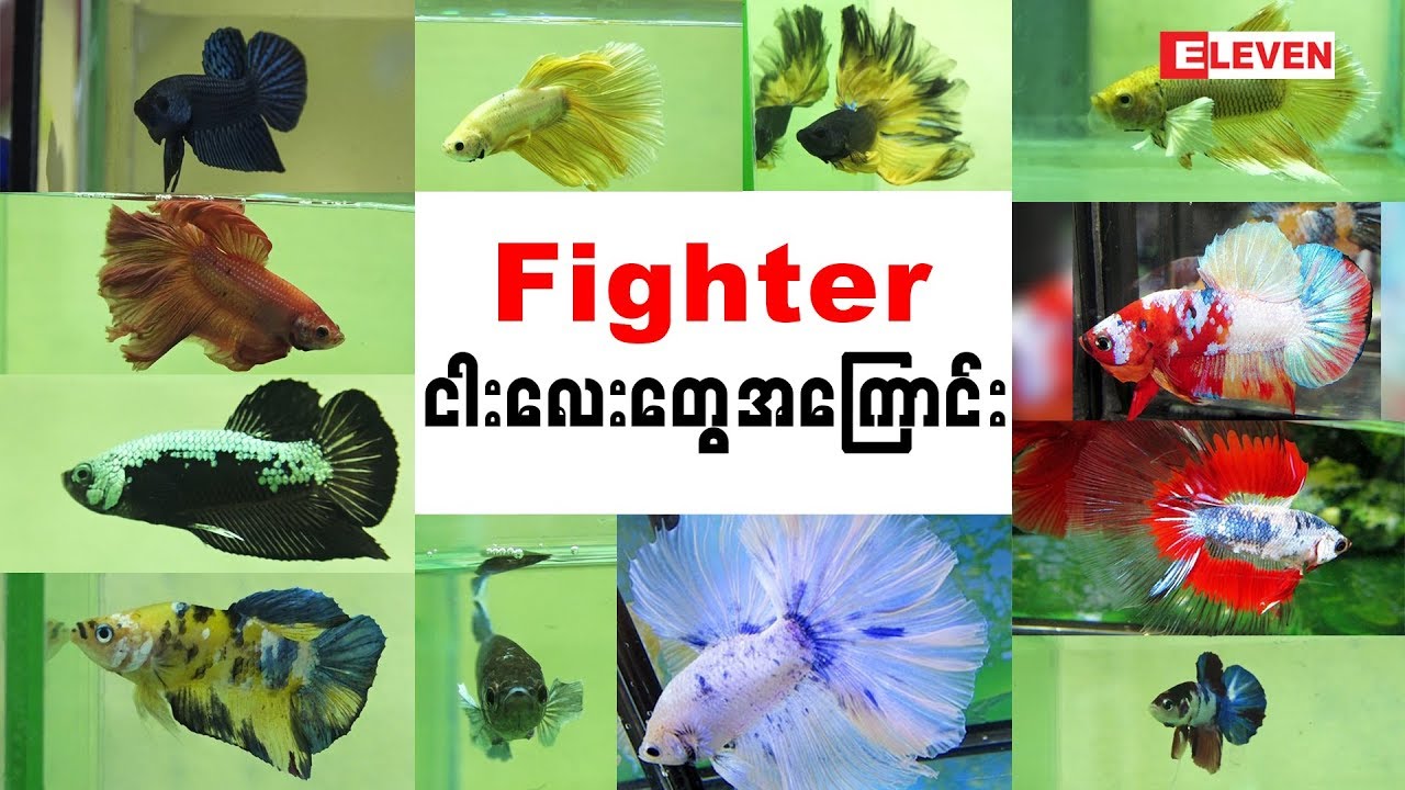 Hello Pets (ရုပ္သံအစီအစဥ္)