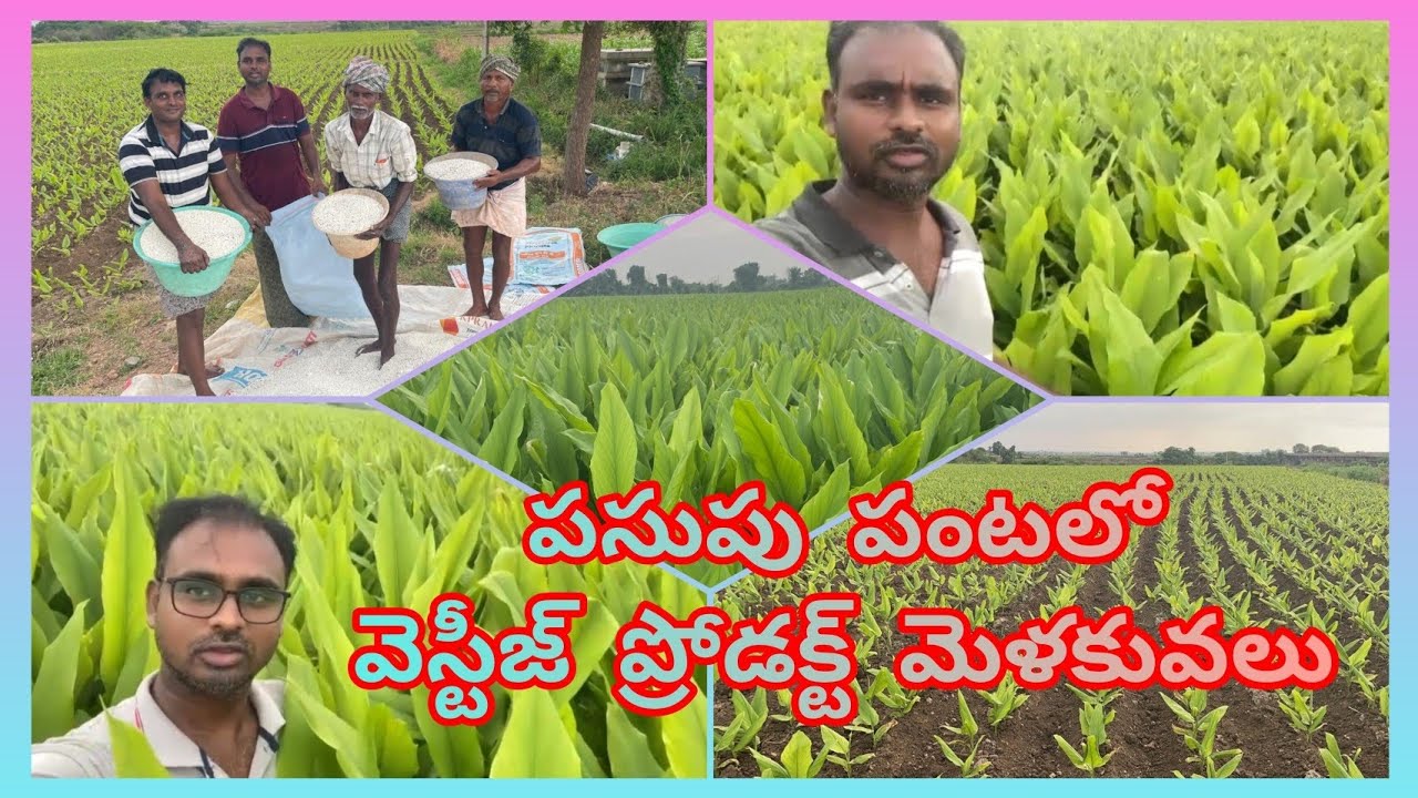 పసుపు పంటలో వెస్టీజ్ ప్రోడక్ట్ మెళకువలు@yourownbusinessvestige#turmericbenefits #trending
