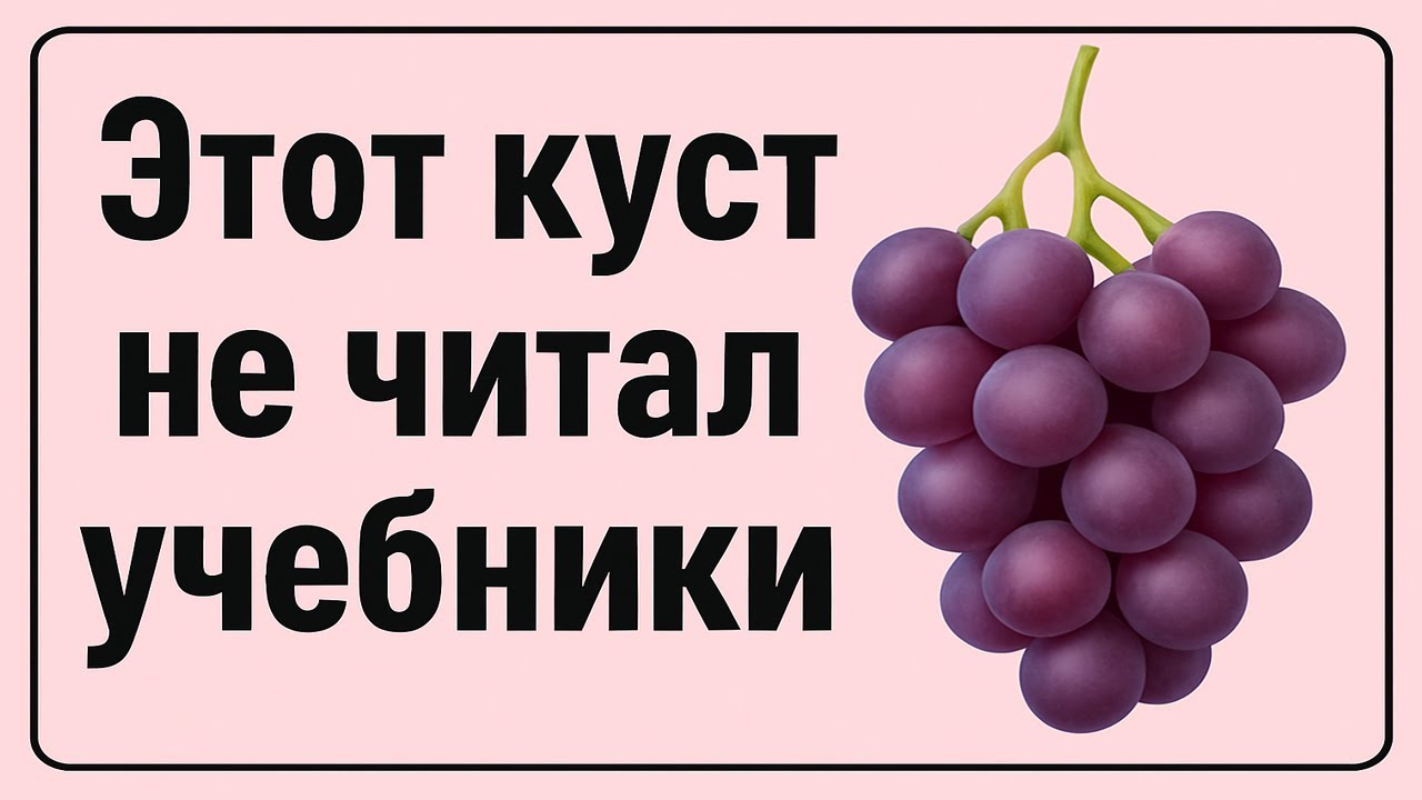 🍇 Виноград третий год—и СНОВА СЮРПРИЗЫ: все отлично, но что-то пошло не так с формировкой винограда.
