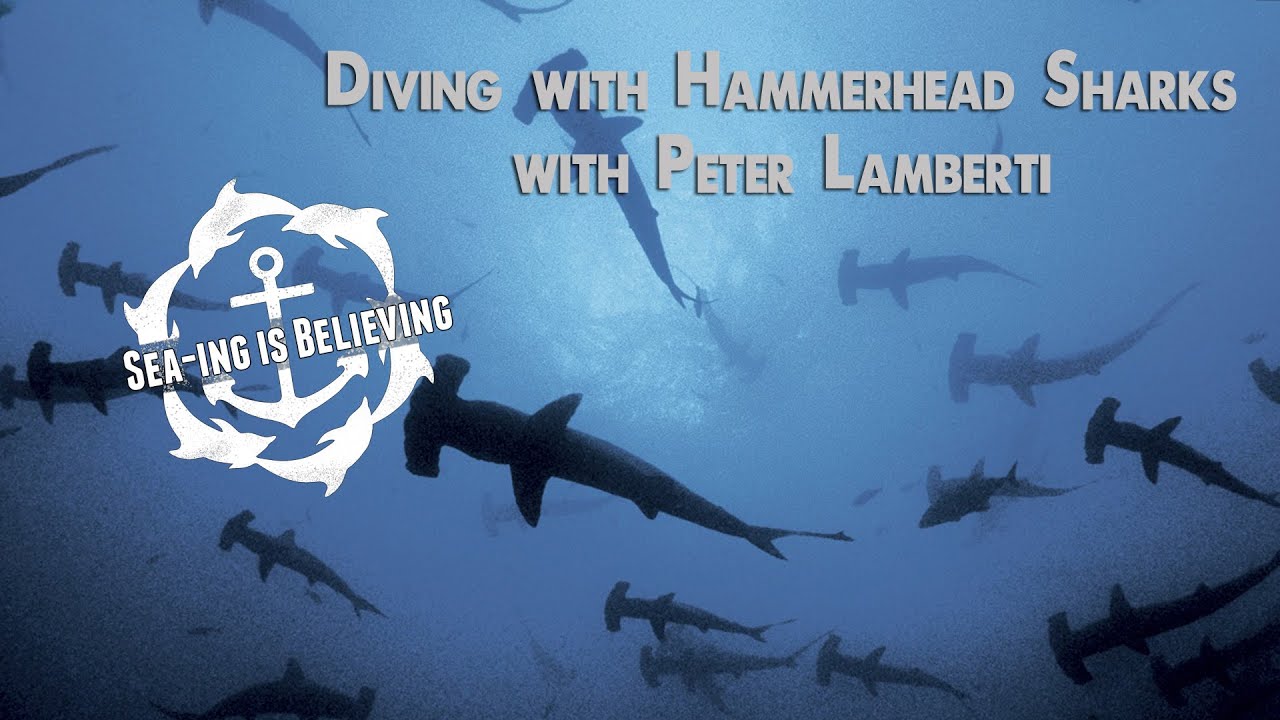 Diving with Hammerhead Sharks with Peter Lamberti