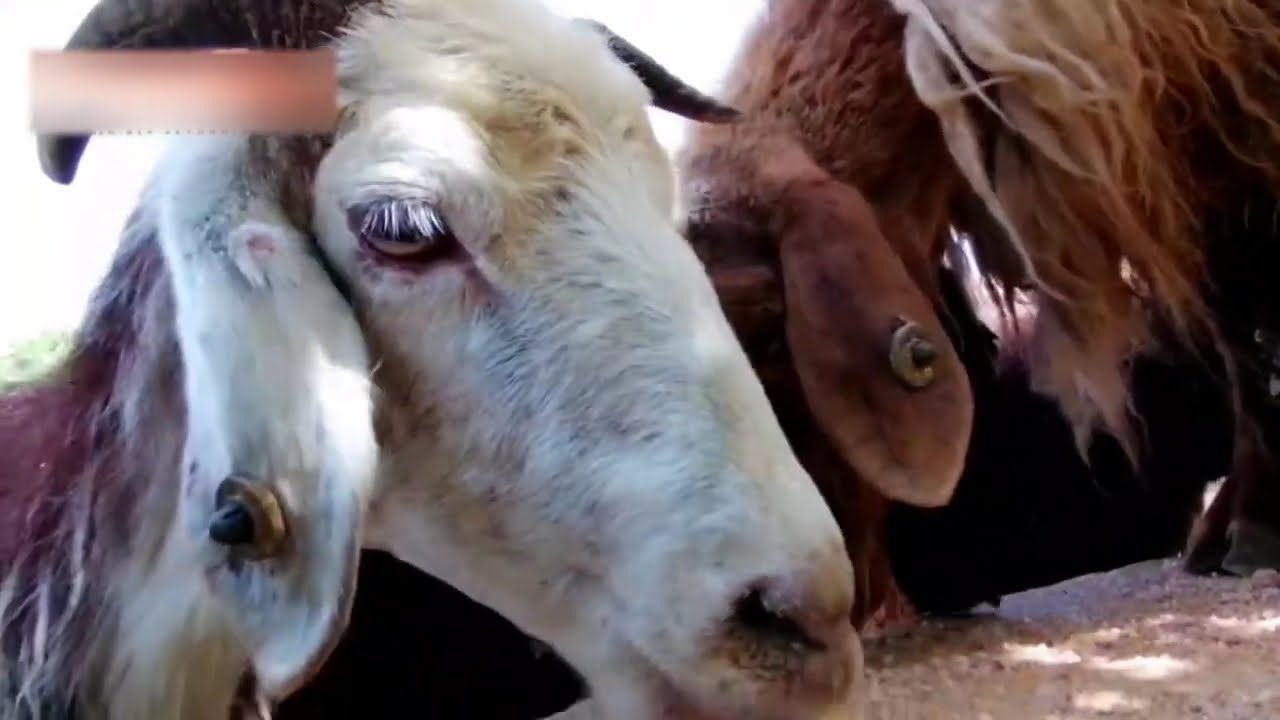 Kürecik Türküsü - Awe Sari